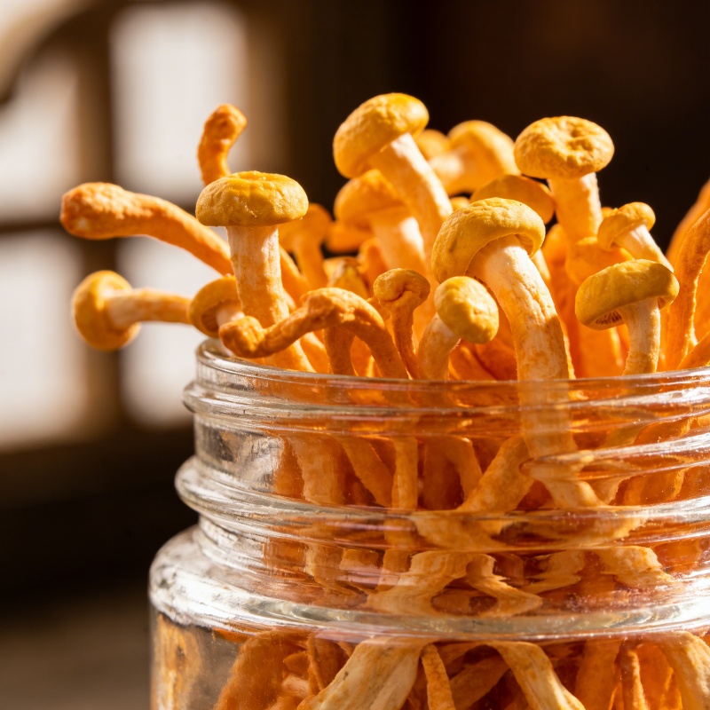 Natural Dried Cordyceps Flower - Candle Making And Perfume 리뷰 및 가격